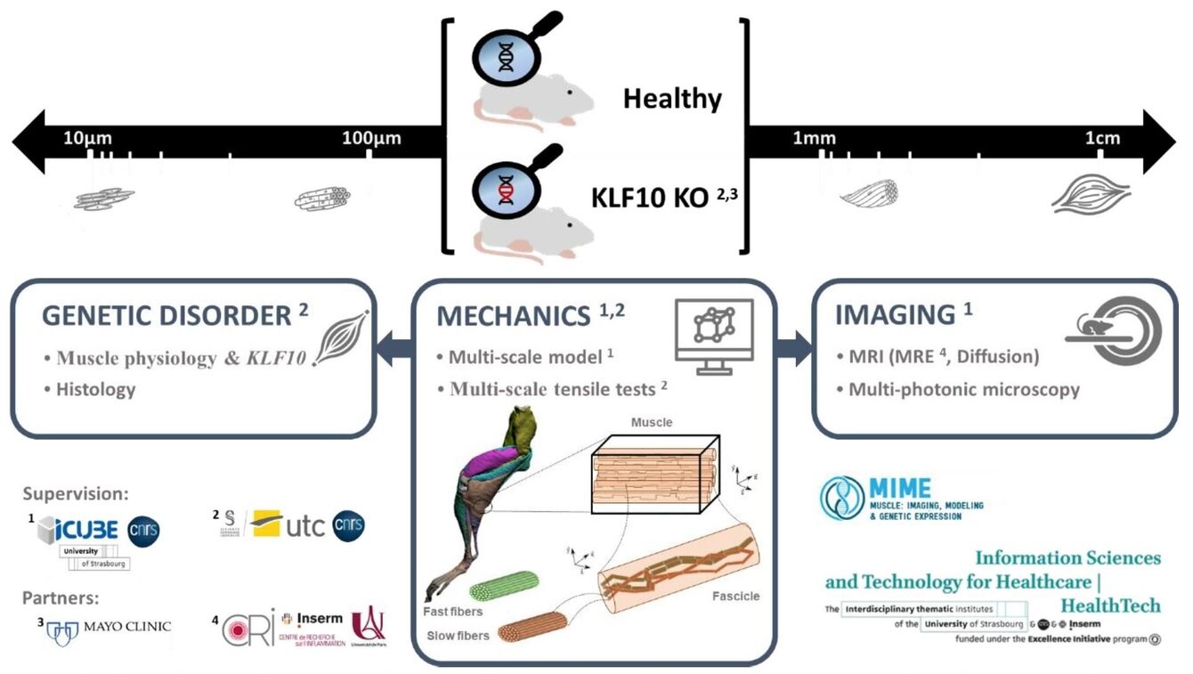 <em>Through the alliance of four French and American partner laboratories, this project is at the crossroads of mechanics, imaging and genetics. Using data from mechanical tests and medical imaging, a multi-scale biomechanical model of mouse skeletal muscle is proposed to study the influence of the Klf10 gene on muscle functionality through its different scales.</em>