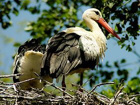 Photograph of storks, emblematic in Alsace
