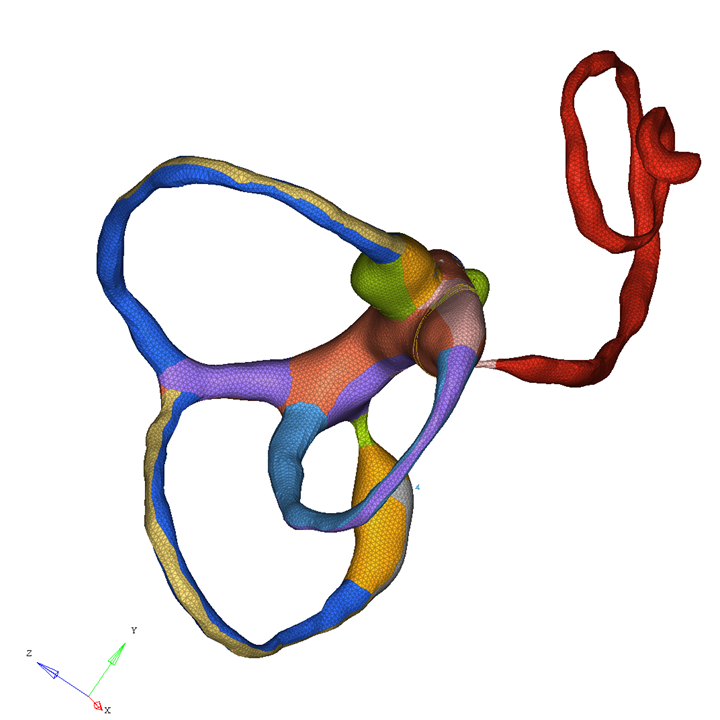 Digital model of the liquid compartment of the human inner ear